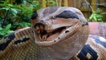 مار عظیم‌الجثه‌ افسانه‌ای ۶ متری واقعاً پیدا شد!