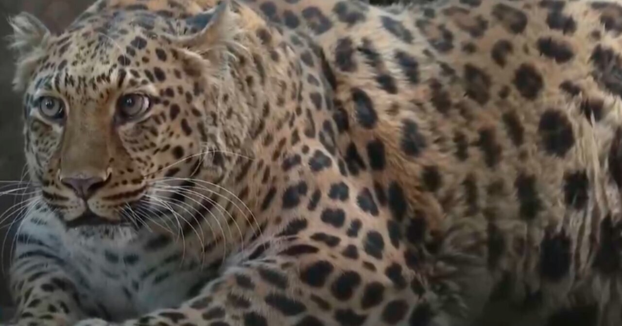 بامزه ترین تصاویر از یک پلنگ | این حیوان بلیت فروشی باغ وحش را افزایش داد! + ویدئو