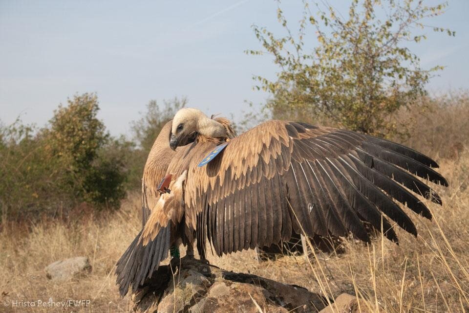 کرکسی از دنیای قدیم در ایران دیده شد