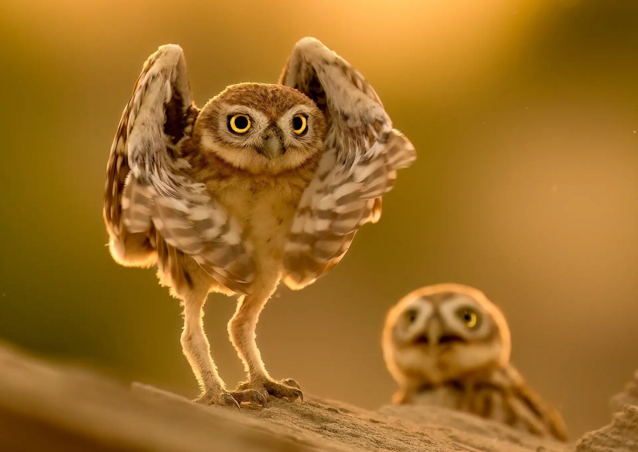 حیات وحش در هفتهای که گذشت! | عکس