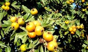 بانی مدرسه عالی دختران در ونک که بود؟