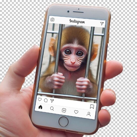 رغیب غجیب و غریب برخی ایرانیها برای خرید بچه میمون!