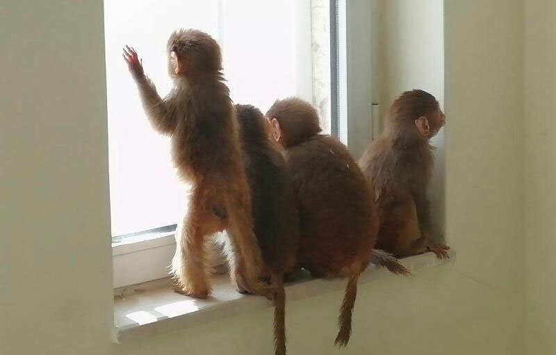 رغبت عجیب و غریب برخی ایرانی‌ها برای خرید بچه میمون!
