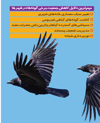 عقب نشینی به نفع کلاغ ها