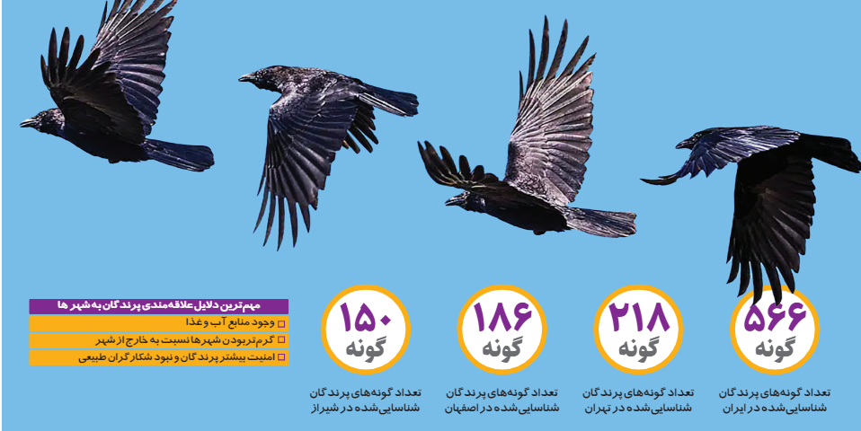 عقب نشینی به نفع کلاغ ها