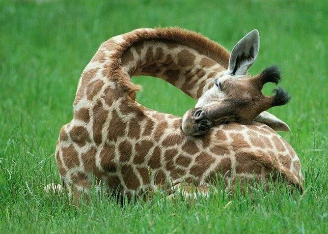 تصاویر جالب و بامزه از حیوانات خواب آلود | خواب شیرین طبیعت