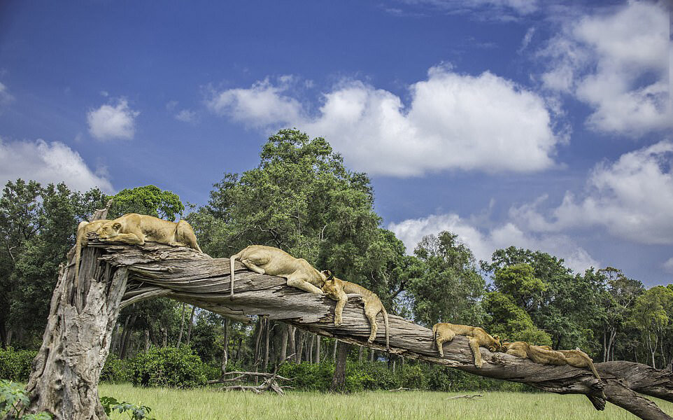تصاویر جالب و بامزه از حیوانات خواب آلود | خواب شیرین طبیعت