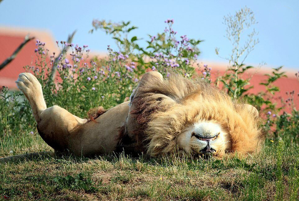تصاویر جالب و بامزه از حیوانات خواب آلود | خواب شیرین طبیعت