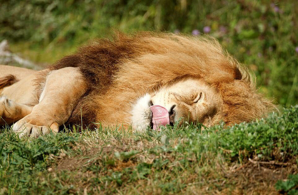 تصاویر جالب و بامزه از حیوانات خواب آلود | خواب شیرین طبیعت