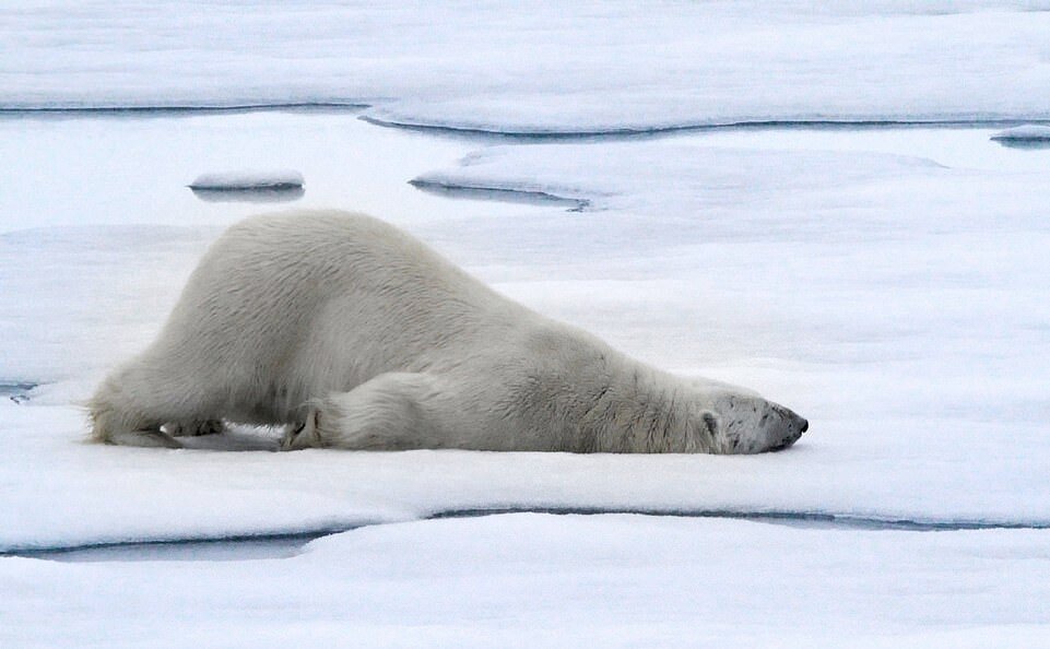 تصاویر جالب و بامزه از حیوانات خواب آلود | خواب شیرین طبیعت