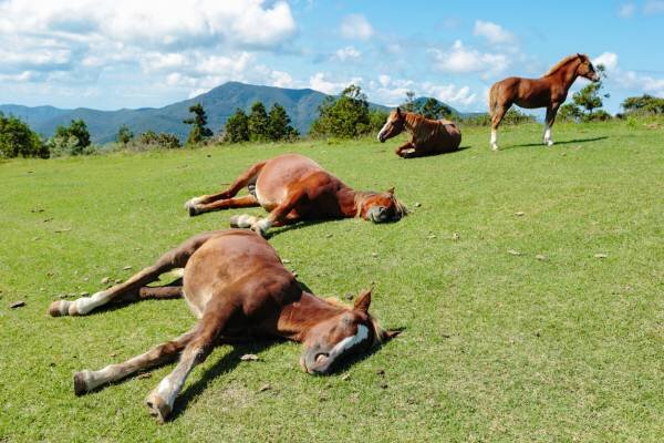 تصاویر جالب و بامزه از حیوانات خواب آلود | خواب شیرین طبیعت