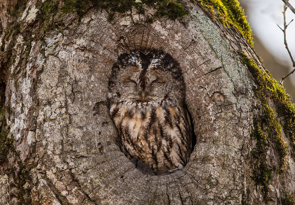 تصاویر جالب و بامزه از حیوانات خواب آلود | خواب شیرین طبیعت