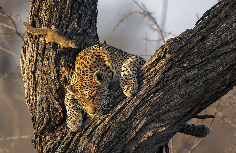 تصاویر جالب و بامزه از حیوانات خواب آلود | خواب شیرین طبیعت
