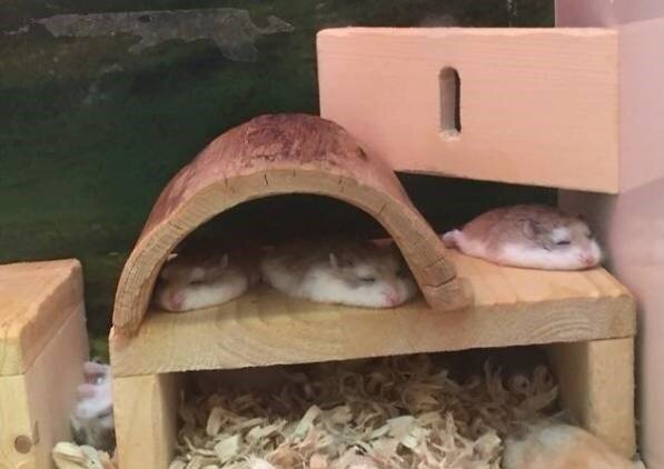 تصاویر جالب و بامزه از حیوانات خواب آلود | خواب شیرین طبیعت