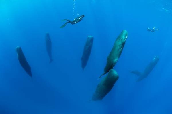 تصاویر جالب و بامزه از حیوانات خواب آلود | خواب شیرین طبیعت
