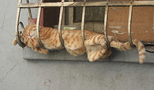 تصاویر جالب و بامزه از حیوانات خواب آلود | خواب شیرین طبیعت