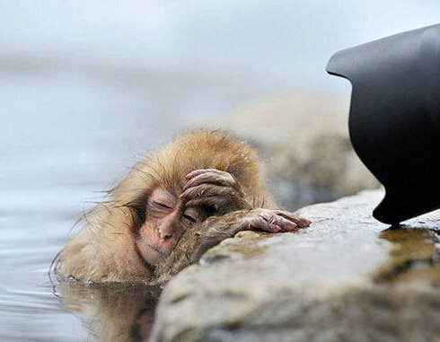 تصاویر جالب و بامزه از حیوانات خواب آلود | خواب شیرین طبیعت