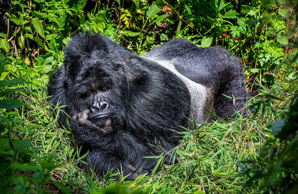 تصاویر جالب و بامزه از حیوانات خواب آلود | خواب شیرین طبیعت