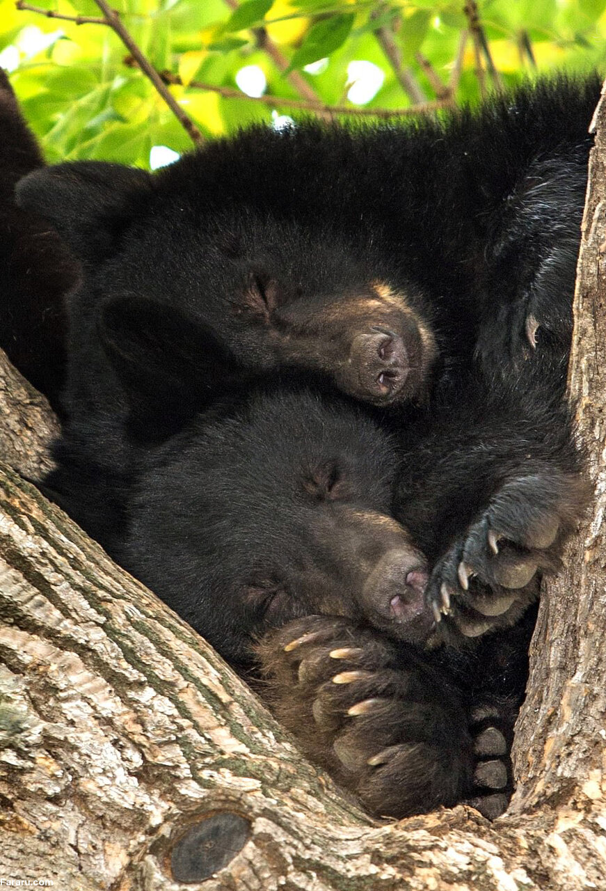 تصاویر جالب و بامزه از حیوانات خواب آلود | خواب شیرین طبیعت