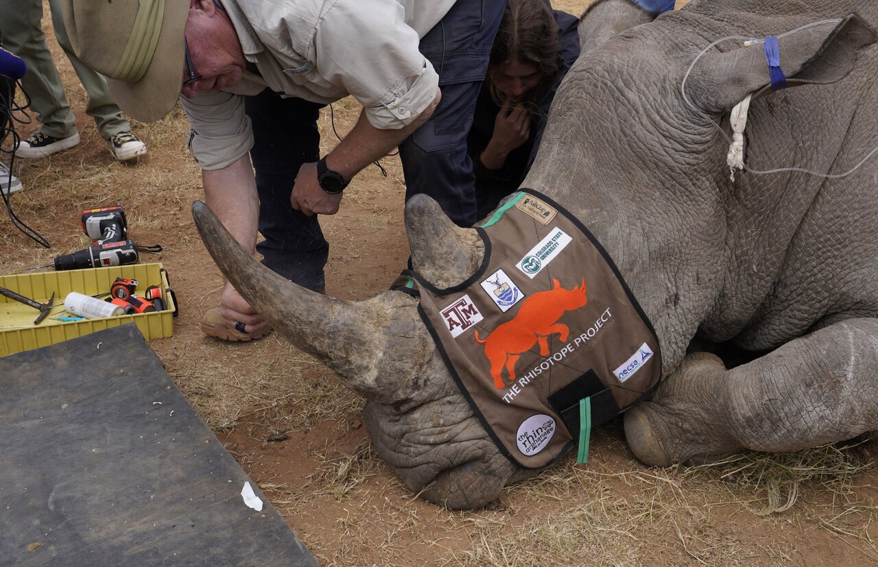 عجیب ترین راهکار برای جلوگیری از شکار کرگدن ها! | ویدئو