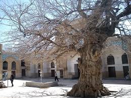 از تک‌ درخت‌ های مشهور ایران چه می دانید؟