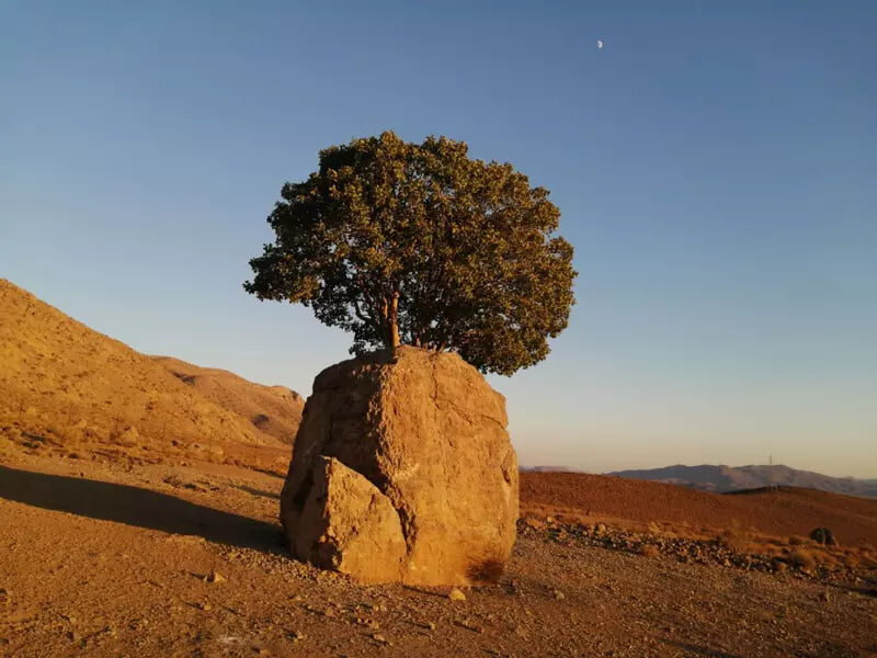 از تک‌ درخت‌ های مشهور ایران چه می دانید؟