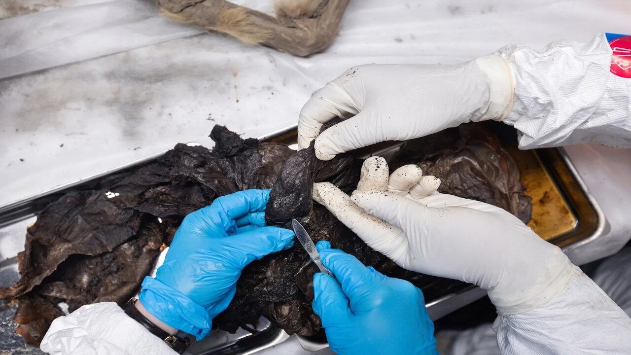 کشف یک گرگ روسی  ۴۴ هزار ساله | کالبدشکافی یک گرگ از عصر یخ‌بندان
