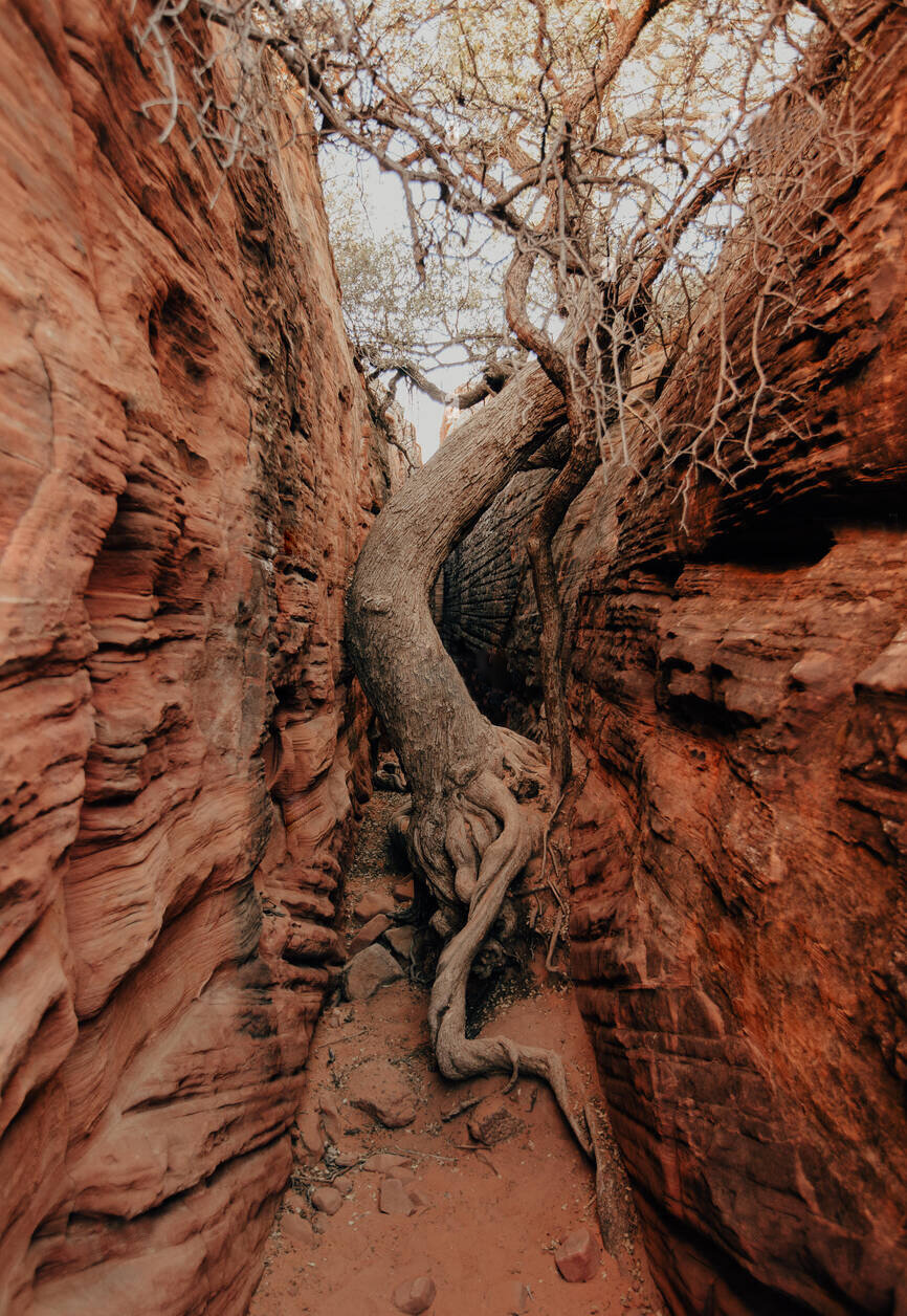 طبیعت همیشه برنده است!