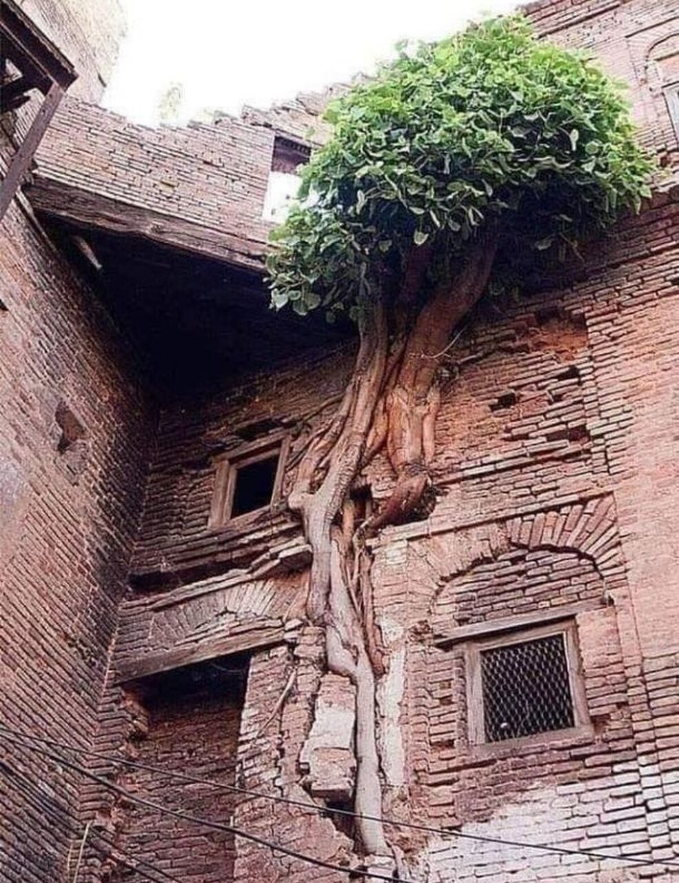 طبیعت همیشه برنده است!