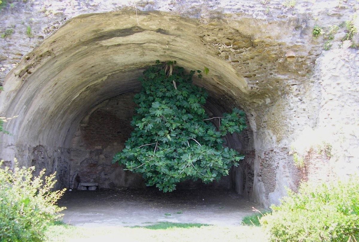 طبیعت همیشه برنده است!