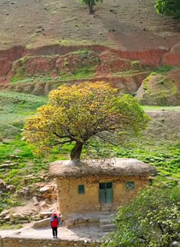 طبیعت همیشه برنده است!