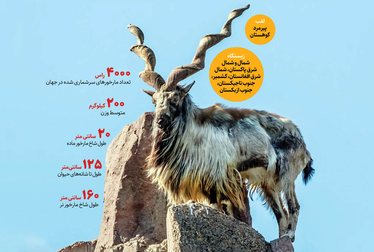 «مارخور» را به جای بز ایرانی جا زدند | انتشار گسترده تصاویر «دیدن گونه نادر حیات وحش بعد از ۲۰۰ سال » | «پیرمرد کوهستان» کجا زندگی می کند؟