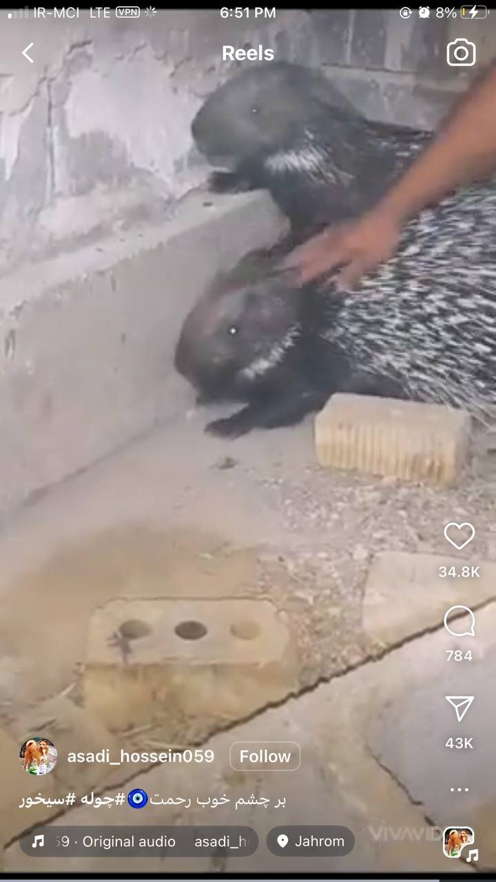 سوداگران به تشی هم رحم نمیکنند | یک کیلو گوشت خارپشت 500 هزار تومان