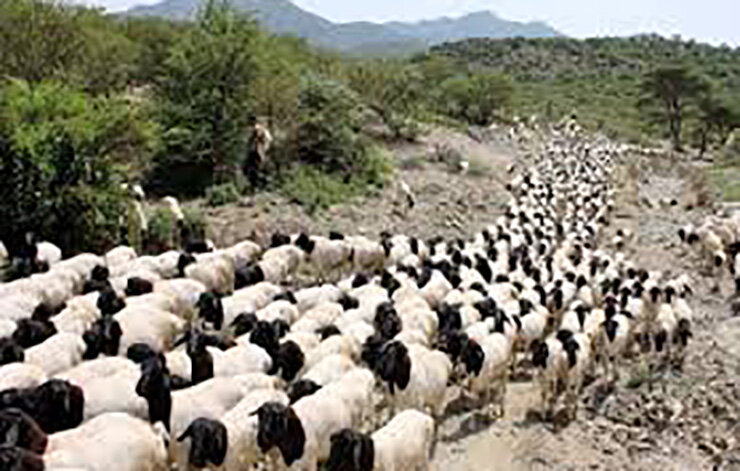 پرشیای گوسفند دزد به نمایش عمومی گذاشته شد + عکس