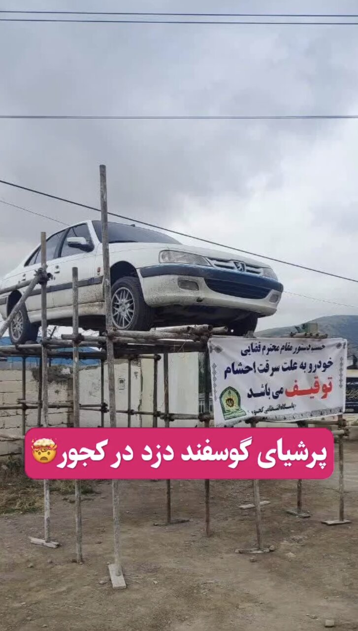 پرشیای گوسفند دزد به نمایش عمومی گذاشته شد + عکس