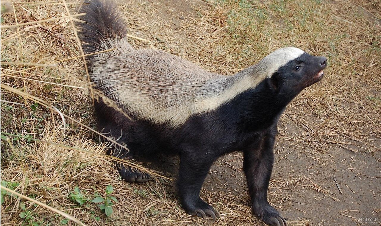جنگجوی بدون رقیب در اردستان | رودک عسلخوار به اصفهان رسید