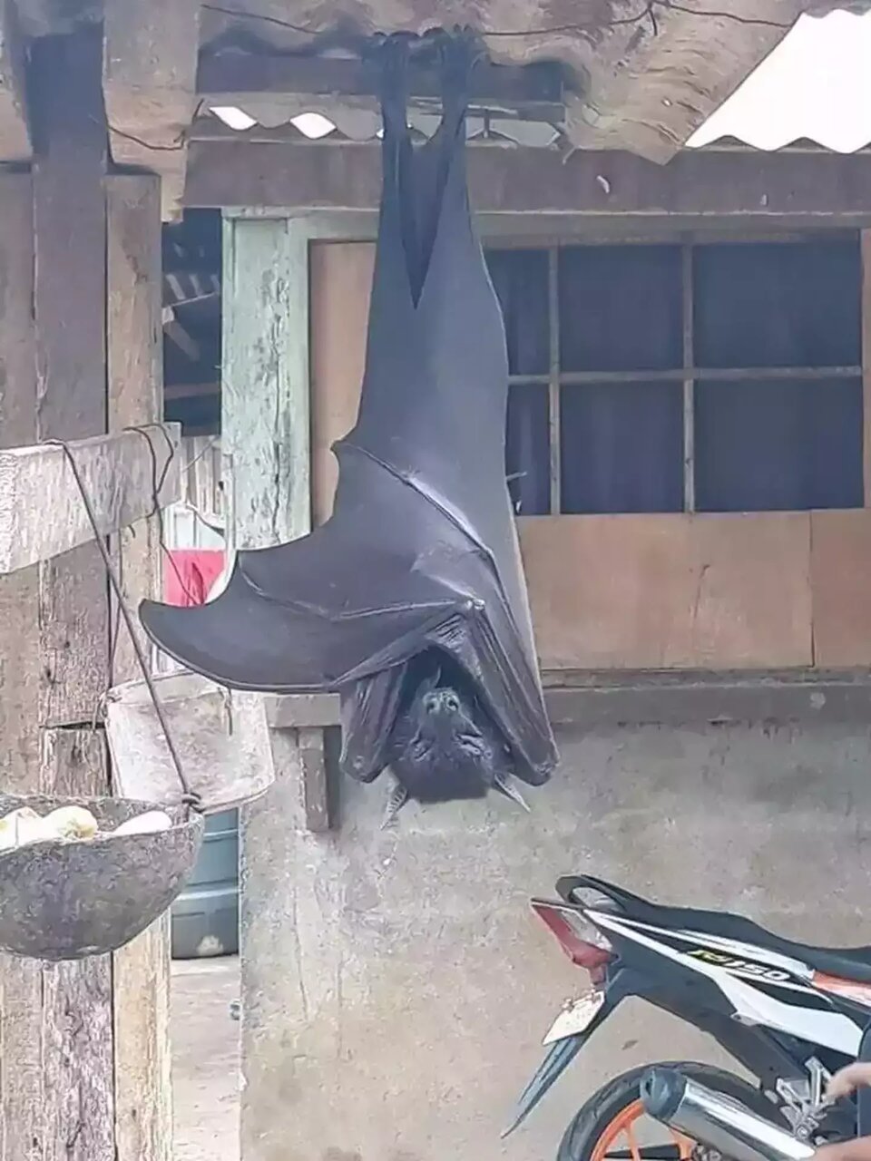 اسرار خفاش غول‌پیکر | ببینید
