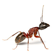 مورچه‌های جراح چطور پا قطع می کنند؟