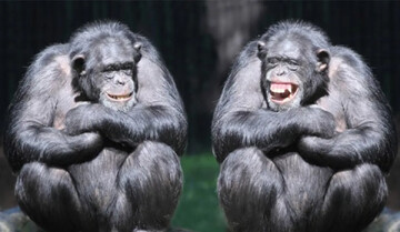 انتشار کتاب درباره زندگی هیجان انگیز میان شامپانزه‌ها | چه کسی رولان بارت را کشت؟
