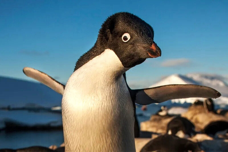 تصاویری از حیوانات بامزه در جهان | چقدر تو بانمکی!