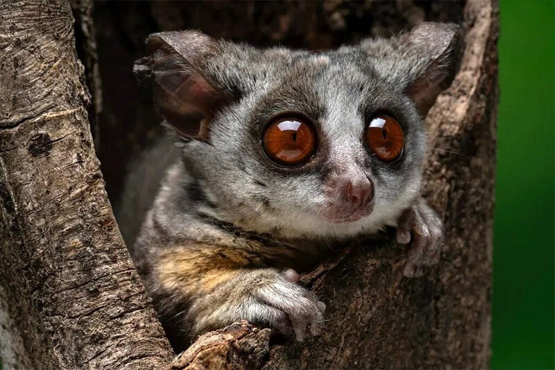 تصاویری از حیوانات بامزه در جهان | چقدر تو بانمکی!