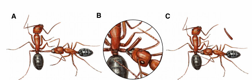 مورچه‌های جراح چطور پا قطع می کنند؟