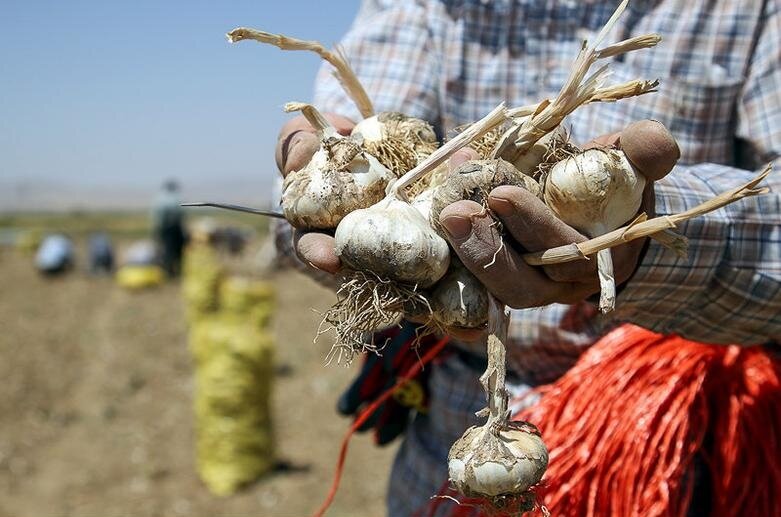 این شهر قطب سیر ایران است | پیشبینی تولید ۱۹۵۰۰ تن سیر!