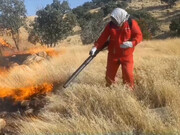 تصاویری از تلاش برای خاموش کردن آتش در جنگل‌های خاییز کهگیلویه | ویدئو