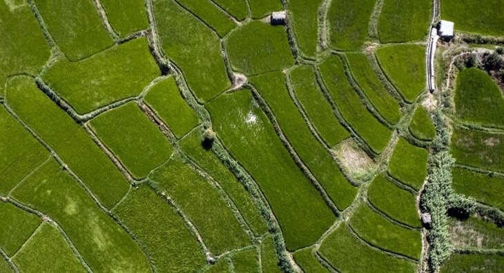 ببینید | شالیزار پلکانی + تصاویر