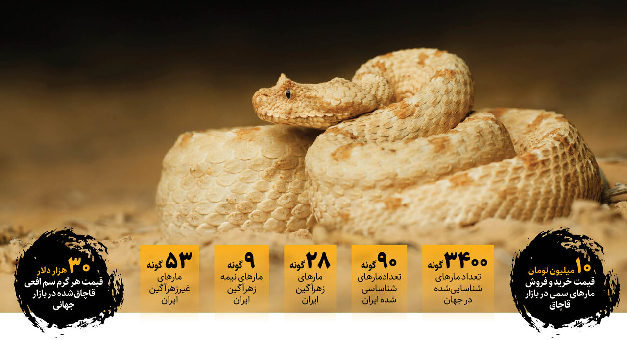 افعی ها تکثیر می شوند | آشنایی با مرگبارترین مارهای ایران |  ۹۰ گونه مار در ایران شناسایی شده است