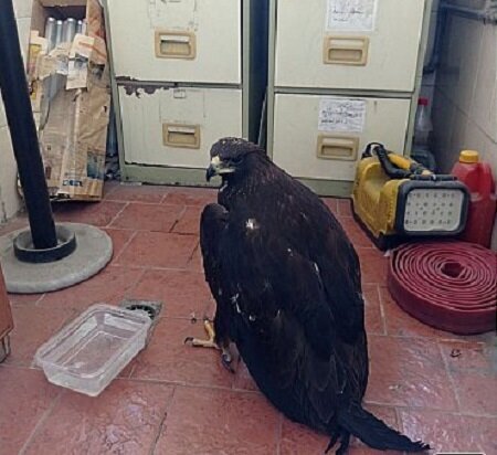پرنده شکاری که کسبه یک محله تهران را به وحشت انداخت + جزئیات