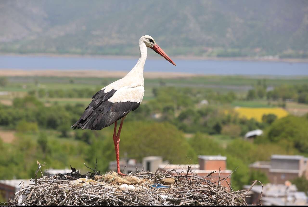 در مریوان، فسنجان لک لک پخته نمیشود