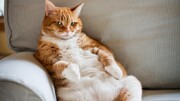 این گربه از زور چاقی نتوانست روی صندلی بنشیند + ویدئو | لحظات سخت گربه چاق را ببینید