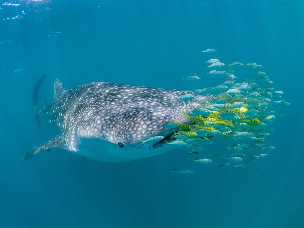 غول دریایی خلیج فارس را بشناسید! 2 غول دریایی خلیج فارس را بشناسید !
